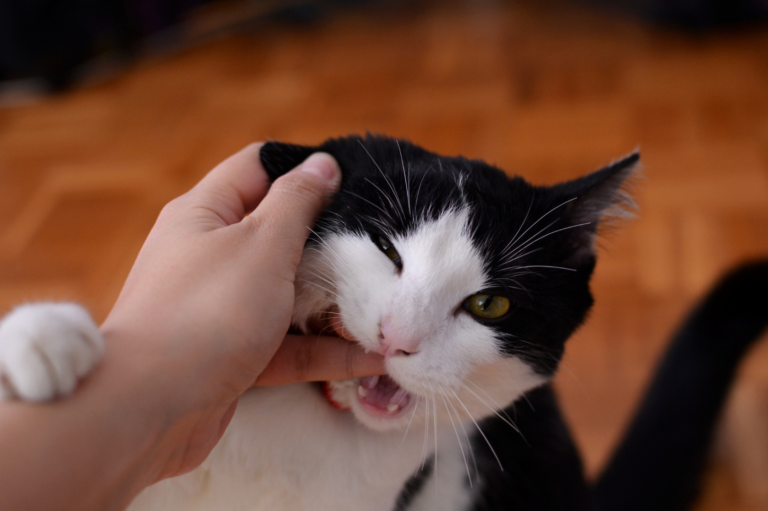 Cat Behaviour: Understanding Your Cat’s Body Language