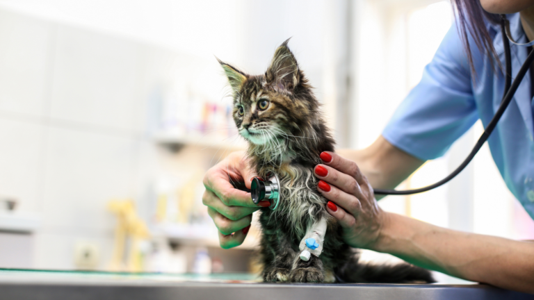 Common Cat Illnesses: Signs, Symptoms, and Prevention