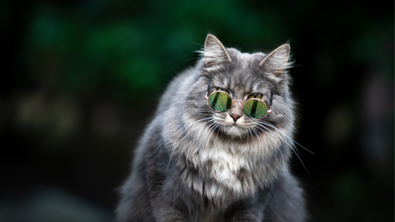 13 Cool Facts About Cats
