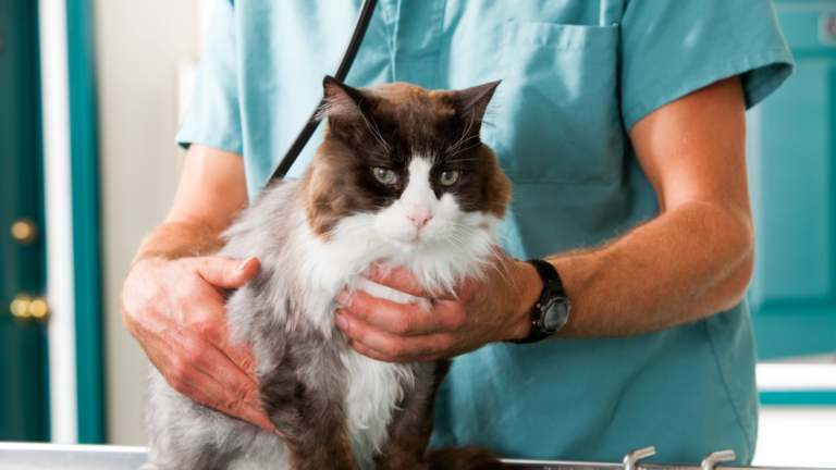 A Guide to Emergency Cat Care: Essential Instructions for Cat Owners