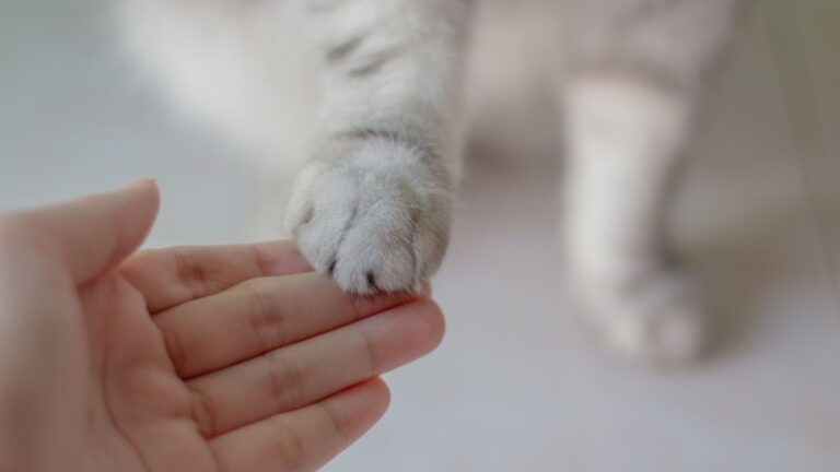 What should you expect as a cat owner?